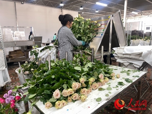 車間工人在整理花束。人民網(wǎng) 周靜圓攝