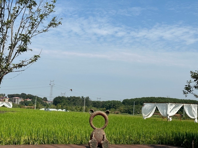 林語未來村打造農(nóng)家畈田園綜合體。人民網(wǎng) 王紹紹攝