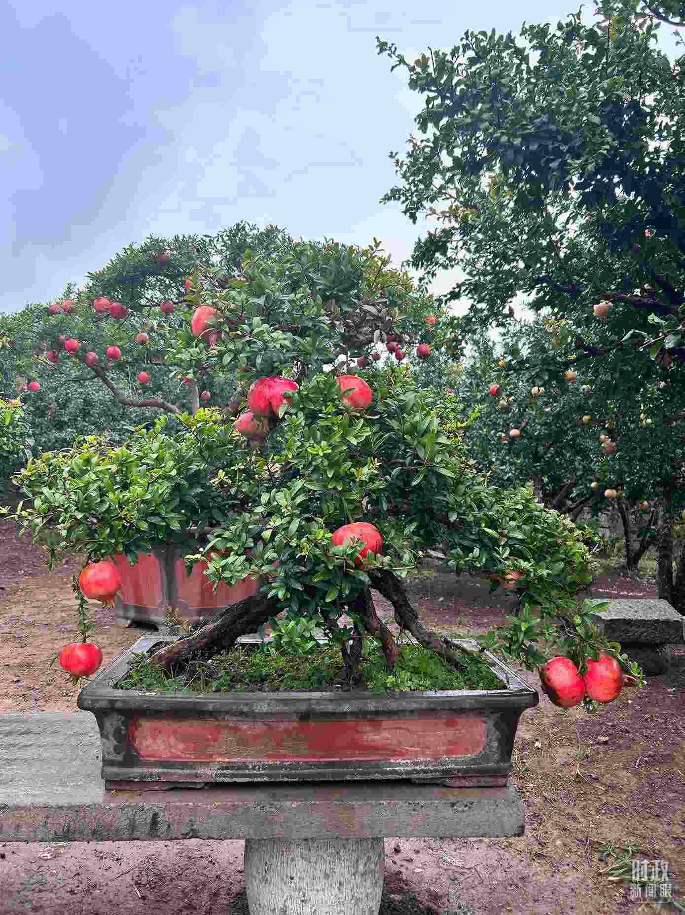 △冠世榴園內(nèi)的石榴盆栽。（總臺央視記者黎兵拍攝）