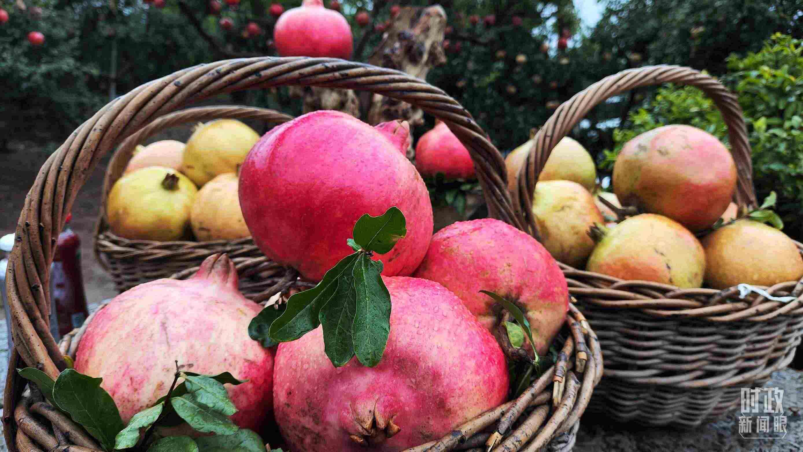 △種植園內(nèi)新鮮采摘的石榴。（總臺央視記者鐘信偉拍攝）