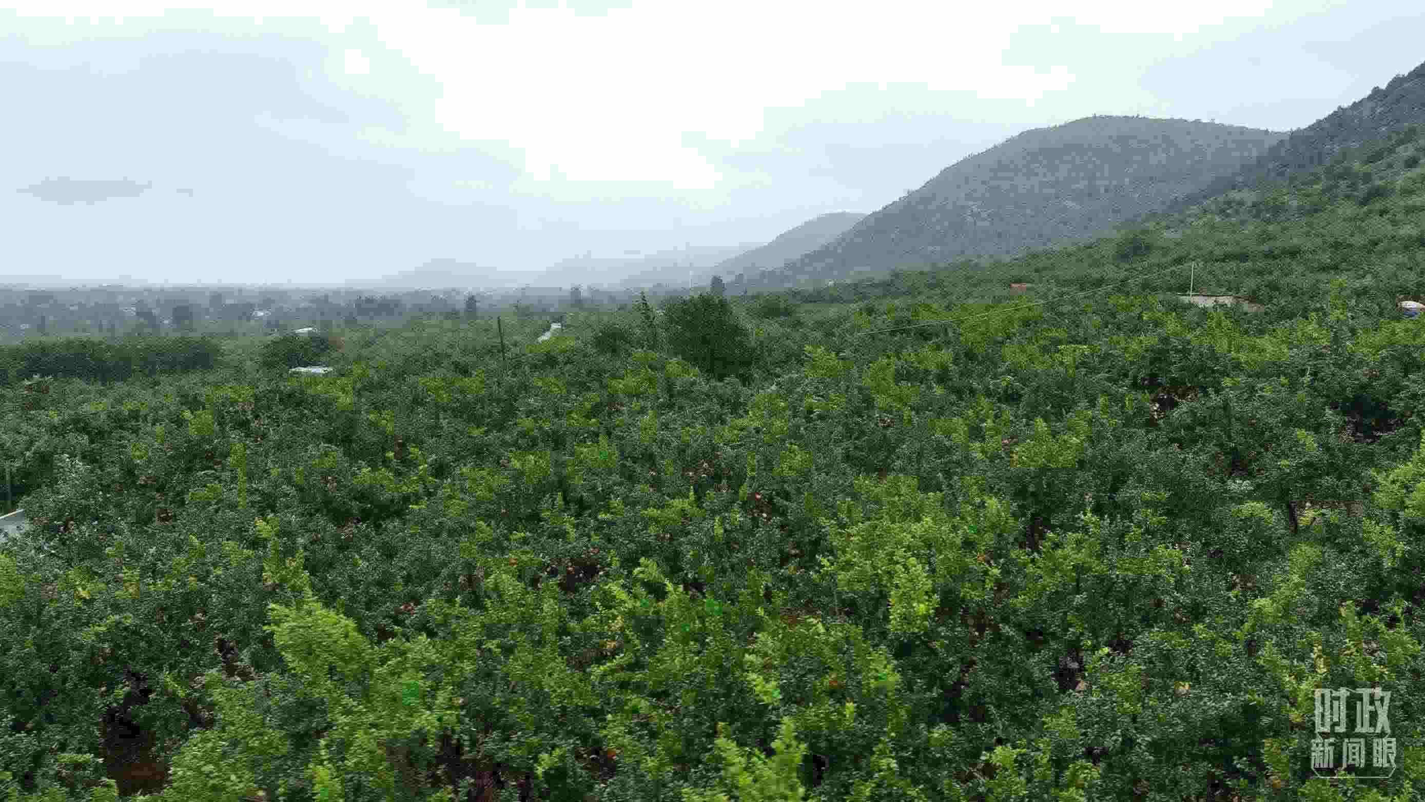 △山東棗莊冠世榴園。（總臺記者韓森、張鵬拍攝）