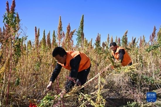 9月28日，農(nóng)民參加內(nèi)蒙古武川縣首屆藜麥開鐮節(jié)割藜麥比賽。