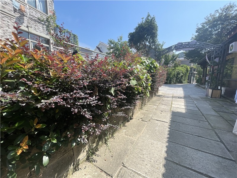 打卡杭州亞運(yùn)會(huì)丨“畫外桐塢”的深層蛻變 完美詮釋杭州的時(shí)代活力