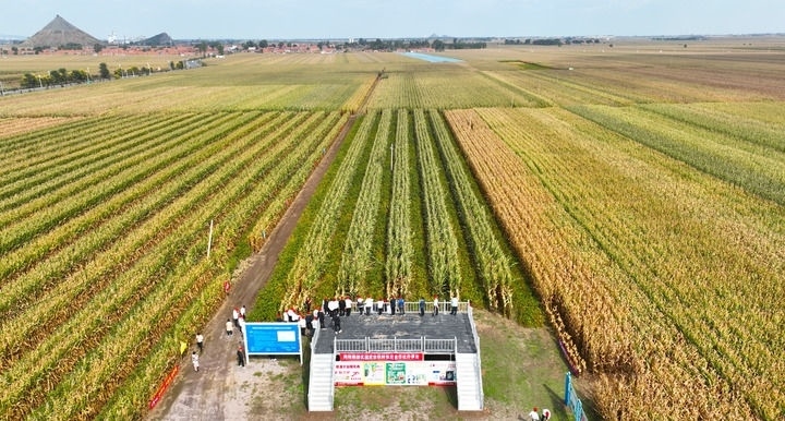 在遼寧省鐵嶺縣蔡牛鎮(zhèn)，外地農(nóng)民到張莊玉米合作社的大田里學(xué)習(xí)玉米選種和栽種技術(shù)（2023年9月26日攝，無(wú)人機(jī)照片）。新華社記者 楊青 攝