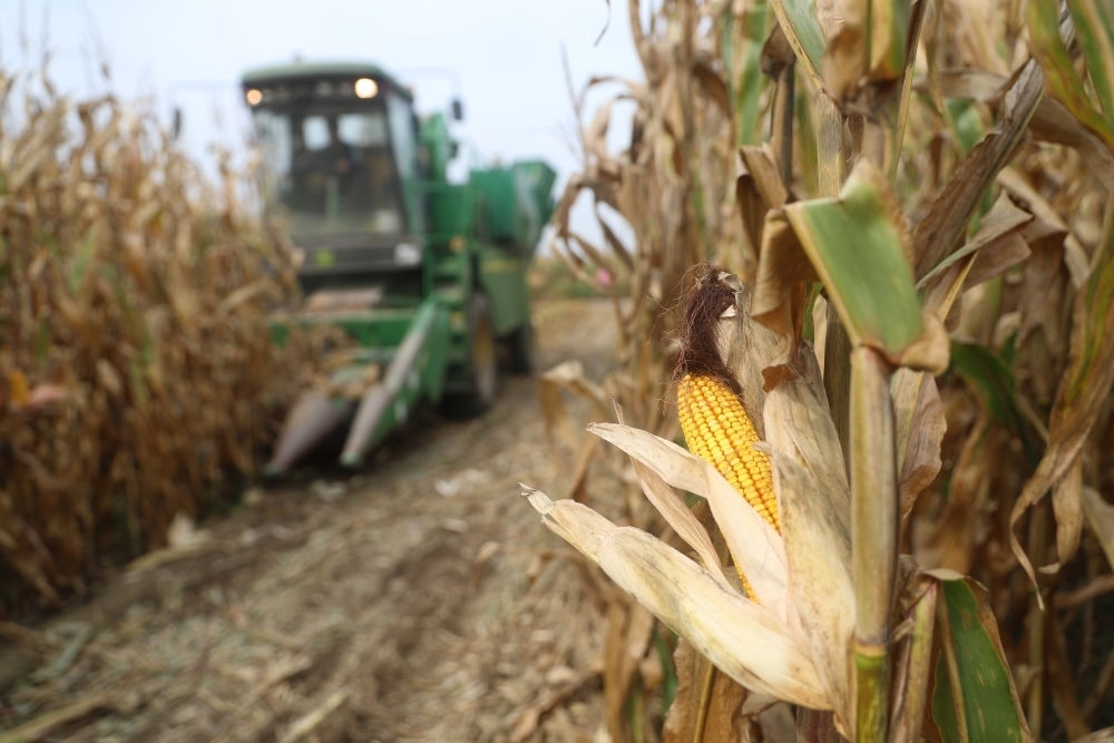 在遼寧省鐵嶺縣蔡牛鎮(zhèn)玉米田里，農(nóng)民駕駛農(nóng)機(jī)收割玉米（2023年9月26日攝）。新華社記者 楊青 攝