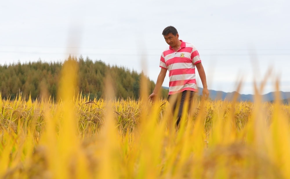 在遼寧省撫順市新賓滿族自治縣新賓鎮(zhèn)的水稻田里，農(nóng)民丁輝查看水稻成熟情況（2023年9月25日攝）。新華社記者 楊青 攝