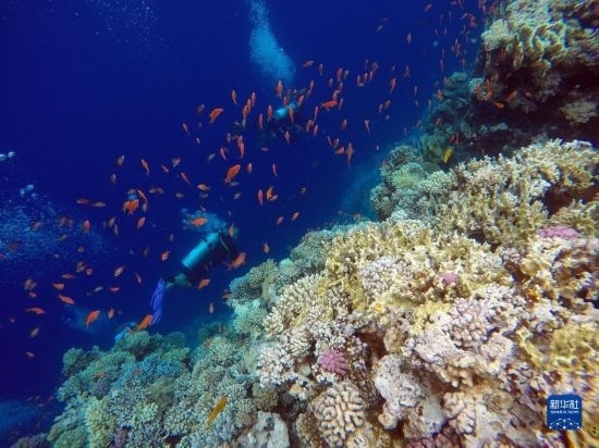  10月2日，人們在埃及西奈半島達哈布藍洞內(nèi)的珊瑚旁深潛。新華社記者 隋先凱 攝