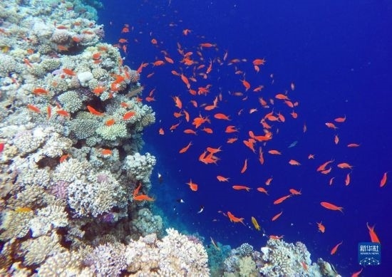  這是10月2日在埃及西奈半島達哈布藍洞內(nèi)拍攝的珊瑚和魚類。新華社記者 隋先凱 攝