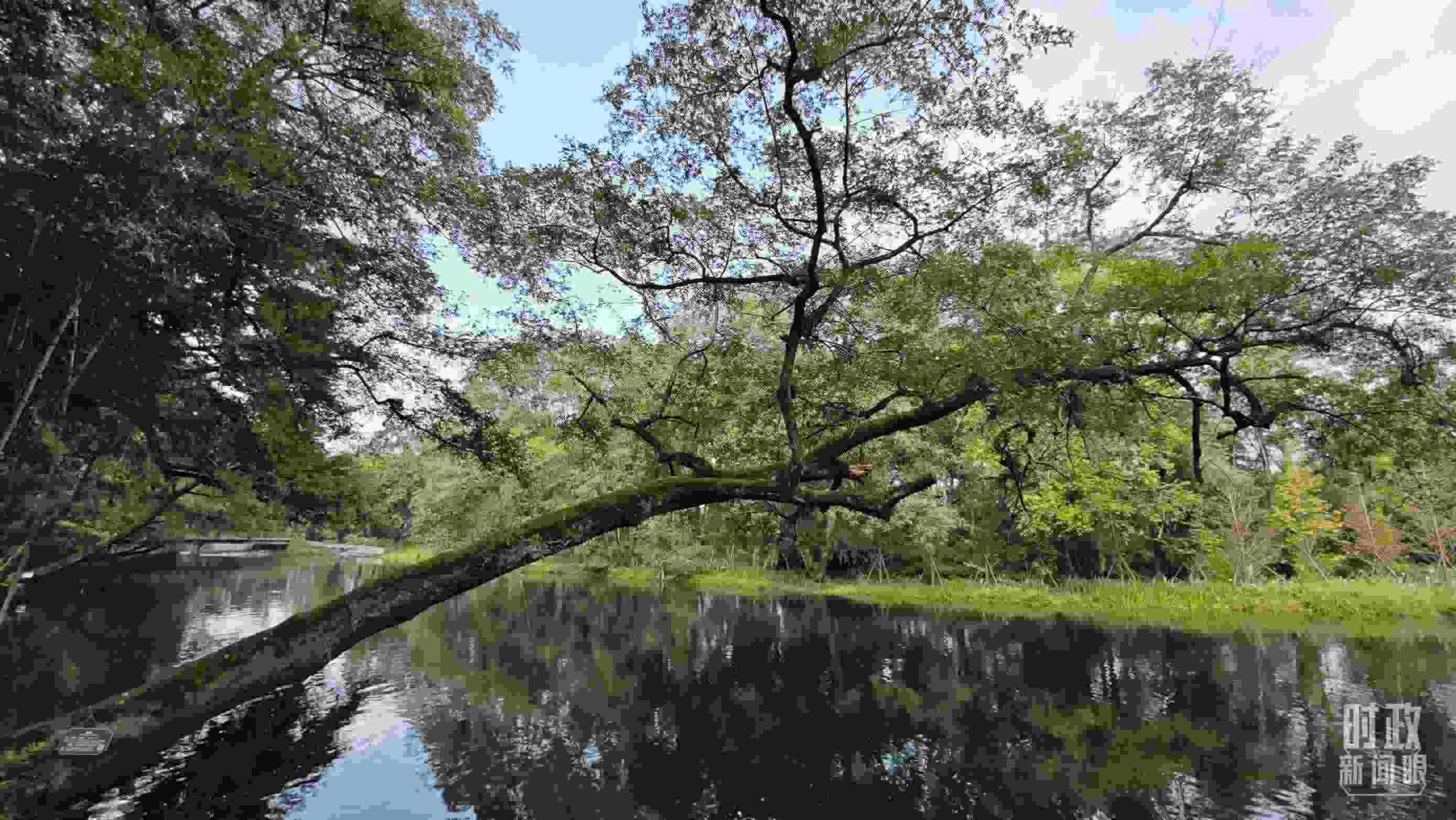 △饒河源國(guó)家濕地公園。（總臺(tái)央視記者郁振一拍攝）