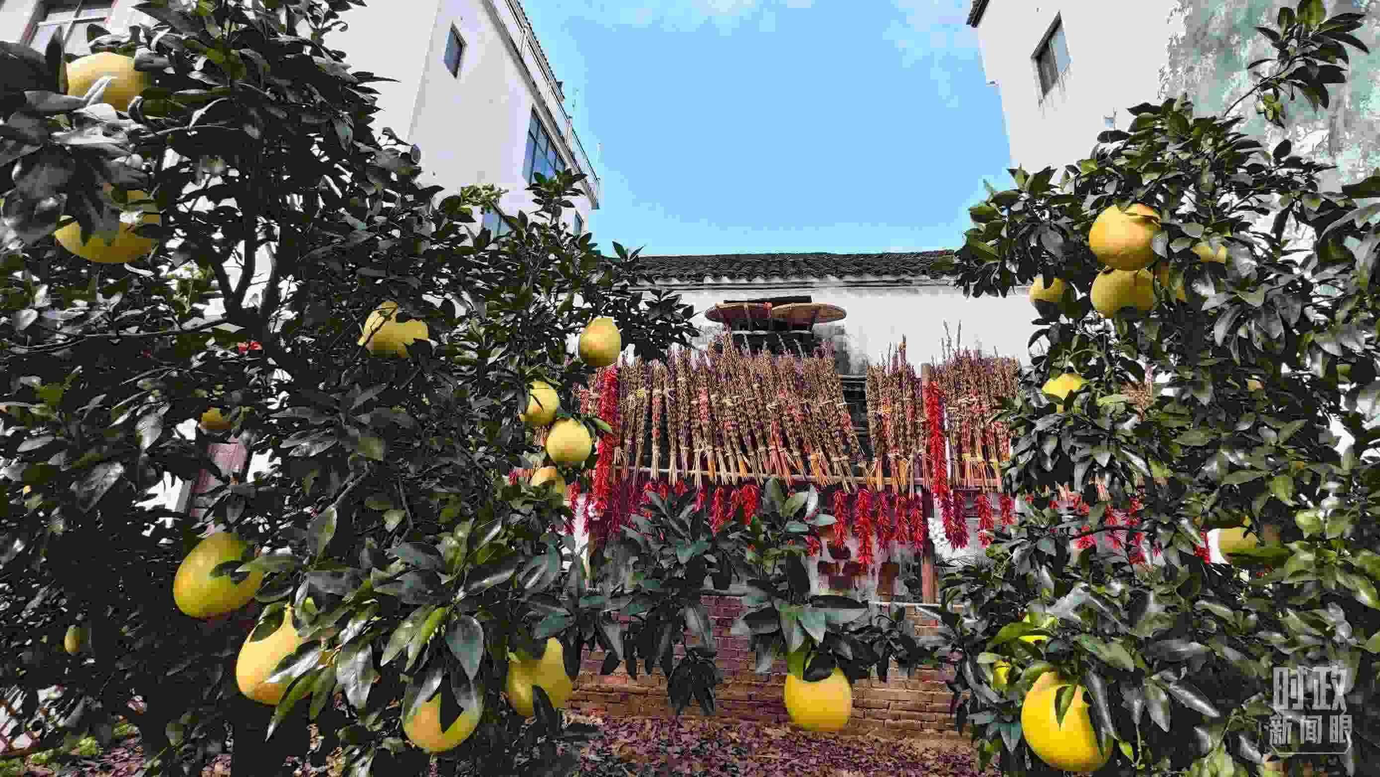 △石門村農(nóng)家小院里碩果累累。（總臺(tái)央視記者許永松拍攝）