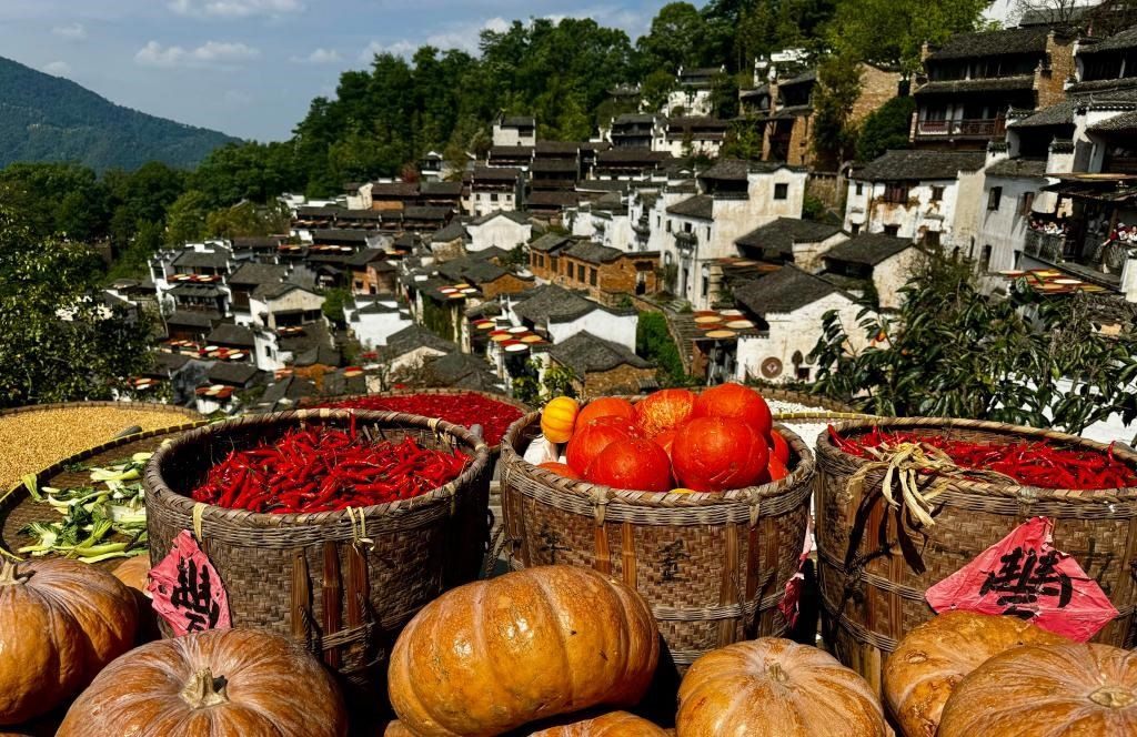 近日拍攝的江西省上饒市婺源縣篁嶺村曬秋畫面。新華社記者 胡晨歡 攝