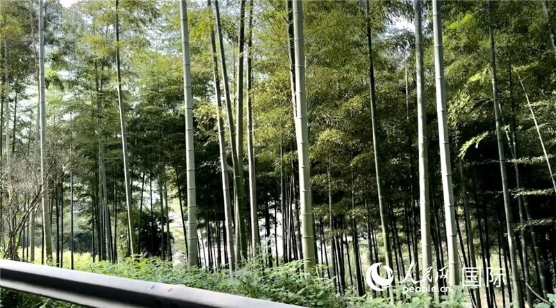 沿途中的竹林。人民網(wǎng)記者 周雨攝