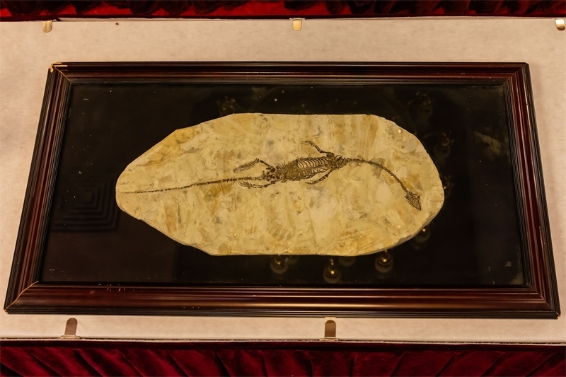 潛龍化石。國家文物局供圖