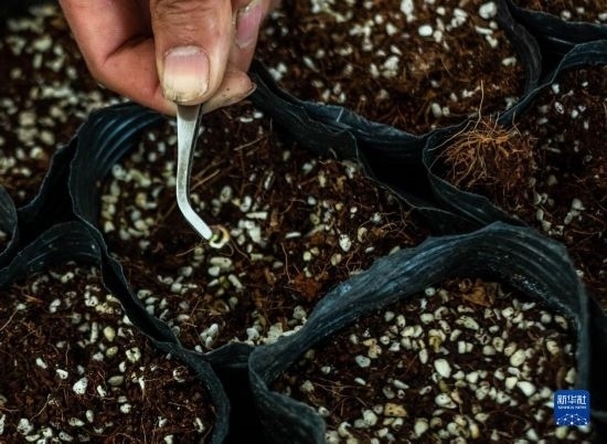 云南錦科花卉工程研究中心里已經(jīng)發(fā)芽的太空種子（4月3日攝）。