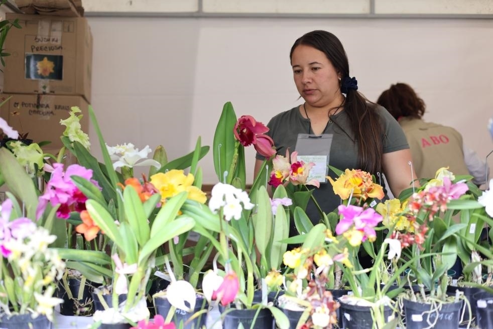 9月14日至17日，哥倫比亞首都波哥大舉辦蘭花展。