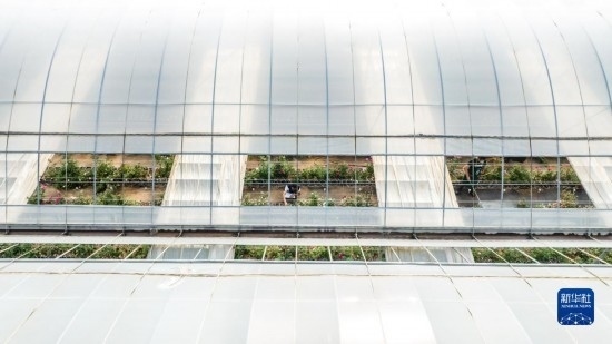 云南省安寧市現(xiàn)代農(nóng)業(yè)園區(qū)玫瑰種植示范園一景（無人機照片，10月20日攝）。