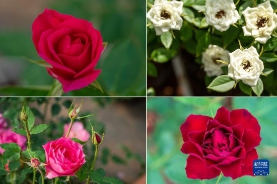 這是云南省安寧市現(xiàn)代農(nóng)業(yè)園區(qū)玫瑰種植示范園里玫瑰新品種的拼版照片。