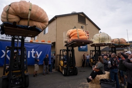  10月9日，在美國(guó)加利福尼亞州圣馬特奧縣半月灣舉行的南瓜稱重大賽現(xiàn)場(chǎng)，人們圍觀參賽的南瓜。新華社發(fā)（李建國(guó)攝）