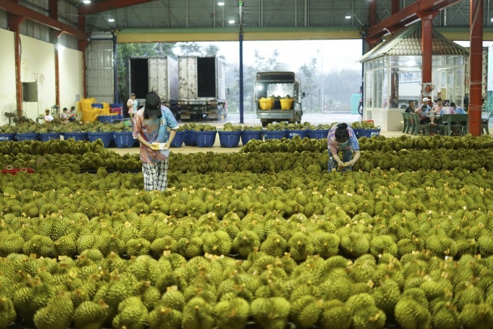 2023年9月15日，在越南多樂省一家榴蓮加工廠，工人在給即將出口到中國的榴蓮包裝貼牌。隨著《區(qū)域全面經(jīng)濟伙伴關(guān)系協(xié)定》紅利釋放，中國—東盟貿(mào)易規(guī)模進(jìn)一步擴大。越來越多東盟國家的優(yōu)質(zhì)水果便捷地進(jìn)入中國市場，走上消費者的餐桌。