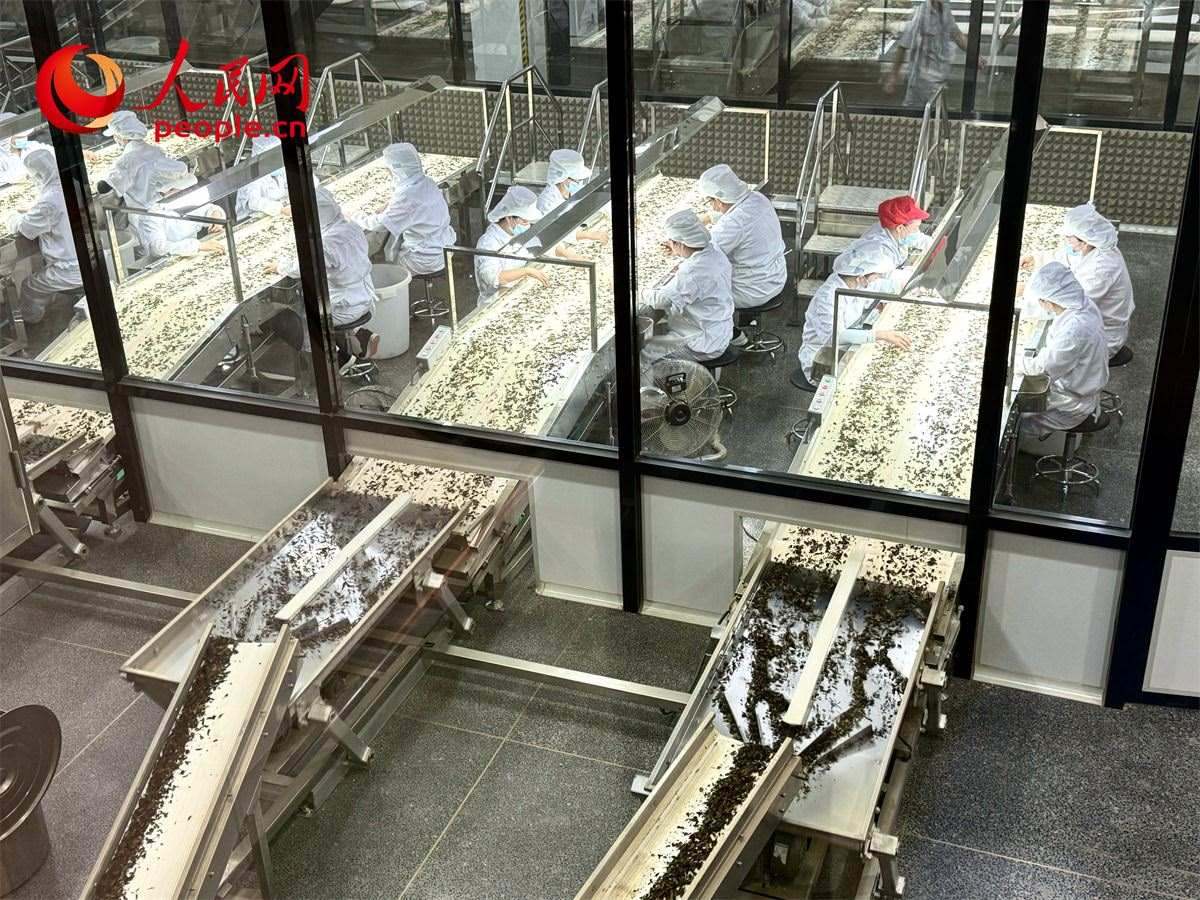 工人在對(duì)茶葉進(jìn)行目視揀剔。人民網(wǎng)記者 劉微攝