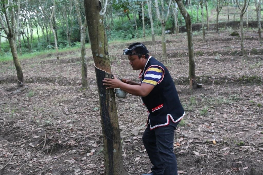 2017年10月，云南省永德縣團(tuán)樹村佤族膠農(nóng)蔣文富在割膠