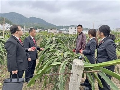  圖④：岑溪法院糯垌法庭法官深入轄區(qū)火龍果基地調(diào)研。
