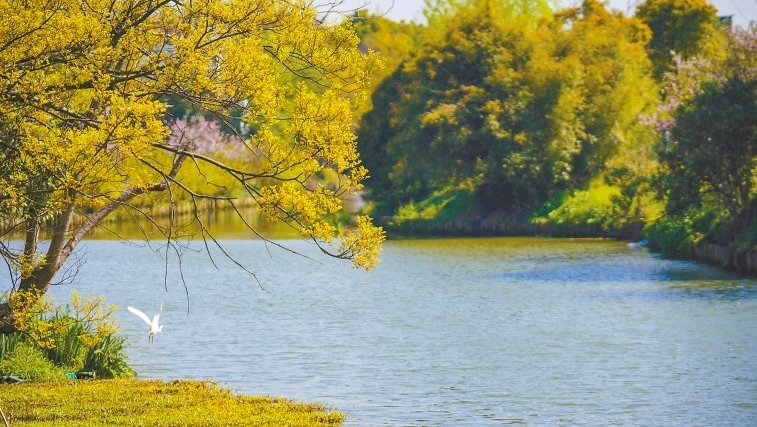  碧波蕩漾 浙江嘉興市海鹽縣望海街道永福社區(qū)荷花池，一汪碧水波光粼粼，風(fēng)光旖旎。當(dāng)?shù)厥冀K堅(jiān)持綠色發(fā)展，促進(jìn)人與自然和諧共生。 肖弗勒模具（嘉興）有限公司德國籍經(jīng)理 湯姆·魯特納攝 “當(dāng)?shù)卮迕窀嬖V我，如今環(huán)境變好了，茶余飯后，大家都會(huì)到河邊散散步，欣賞美景，和鄰居聊聊天。我想，好生態(tài)是大自然的饋贈(zèng)，更是長三角地區(qū)大力治理生態(tài)環(huán)境的結(jié)果。希望美麗中國的綠色發(fā)展之路越走越好?！? /></p> <p style=