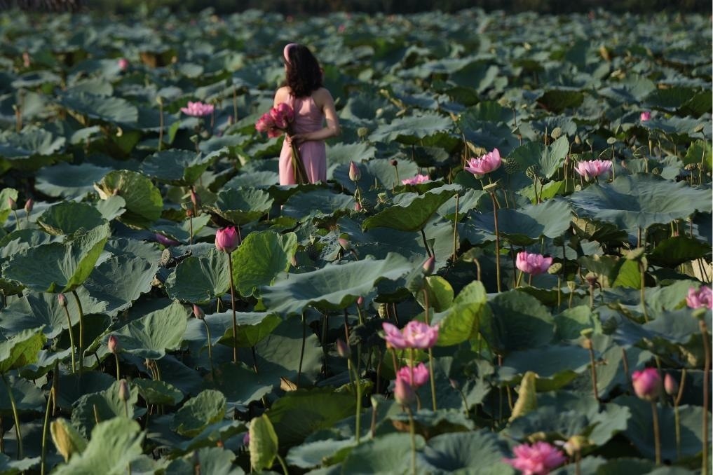 這是2020年7月15日，一名女子在越南首都河內西湖畔的荷花叢中留影。