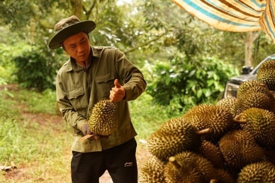 9月15日，在越南多樂(lè)省一家榴蓮果園，一名果農(nóng)初步清潔剛采摘的榴蓮。依托中國(guó)-東盟博覽會(huì)等平臺(tái)，越來(lái)越多東盟國(guó)家的榴蓮得以更加便捷地進(jìn)入中國(guó)市場(chǎng)，并以更加優(yōu)惠的價(jià)格走上消費(fèi)者的餐桌。（新華社記者胡佳麗攝）