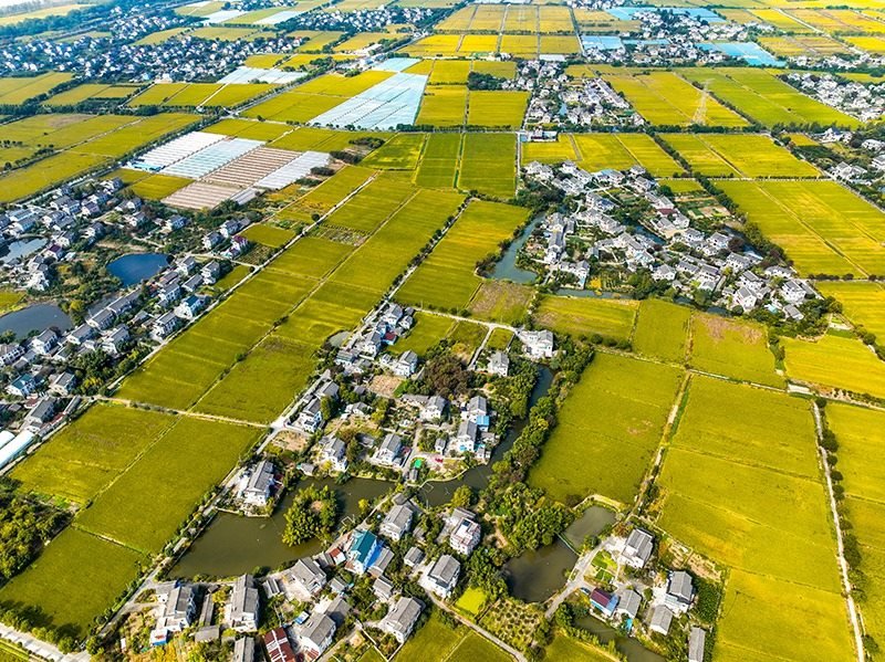 2023年10月22日，浙江海寧市黃灣鎮(zhèn)，金秋時節(jié)，金黃色的稻田與美麗鄉(xiāng)村構(gòu)成一幅寧靜祥和的畫卷。