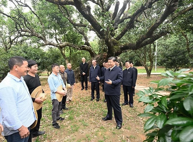 2023年4月11日，習(xí)近平總書記在廣東茂名柏橋村荔枝種植園，同現(xiàn)場技術(shù)人員親切交流。