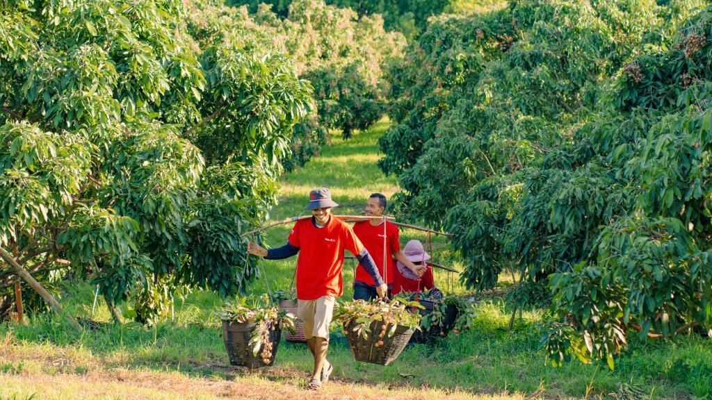 2023年10月，泰國尖竹汶府的龍眼種植園內(nèi)，采果工人正在運輸新采摘的龍眼。（黎銀成攝 新華社發(fā)）