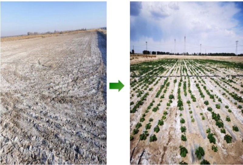 鹽堿地成良田。黃花農場供圖