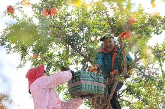 紅彤彤的石榴掛滿枝頭，農(nóng)戶們穿梭在林中采摘，享受著豐收的喜悅。