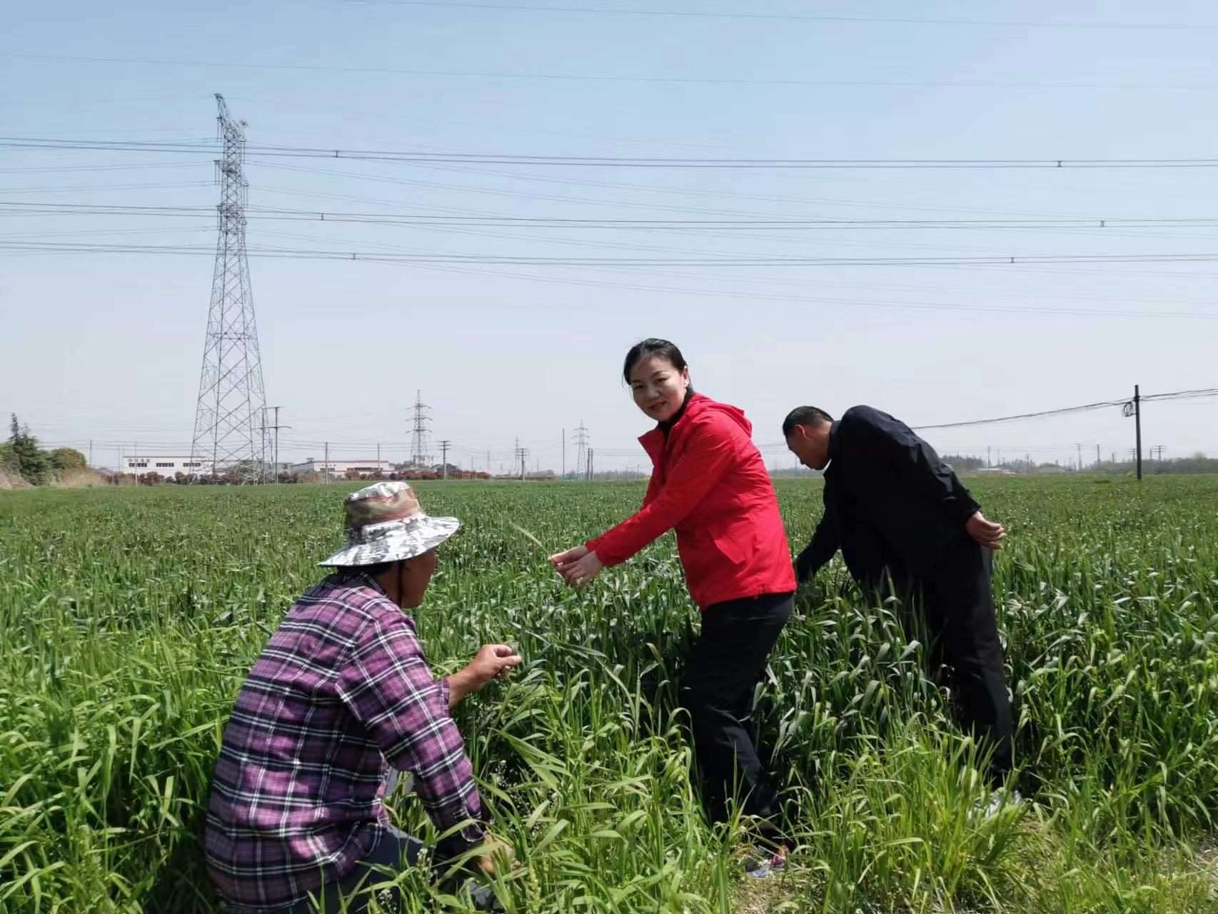 魏巧在田間察看農(nóng)作物長勢。