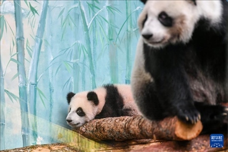 這是3月8日在俄羅斯莫斯科動物園拍攝的大熊貓“喀秋莎”（左）和媽媽“丁丁”。新華社記者 曹陽 攝