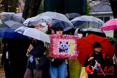 因“福寶”獲得力量和慰藉的年輕粉絲。 人民網(wǎng) 李帆攝