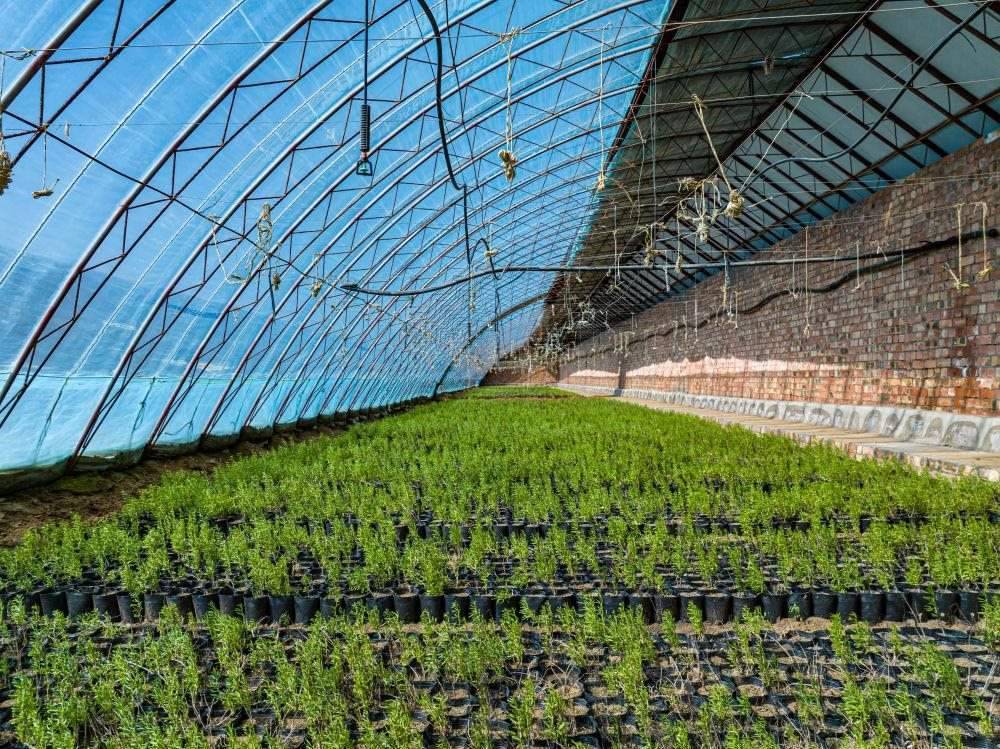 △內蒙古一苗圃正在育苗。今年內蒙古將投資2200萬元保障“三北”工程種苗供應，助力打好“三北”工程攻堅戰(zhàn)。