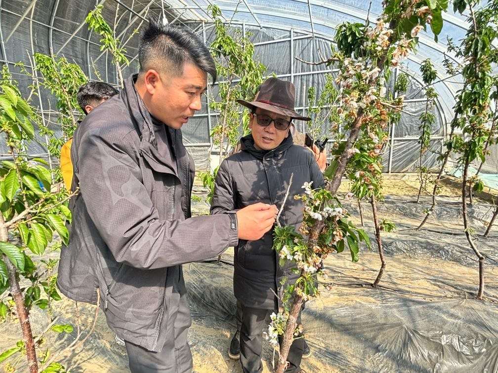 山東援藏小組及技術人員在大棚查看果蔬長勢。（受訪者供圖）