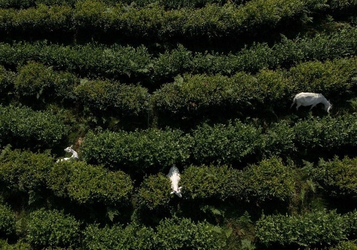 惠明茶園，養(yǎng)羊控草。供圖 共享聯(lián)盟·景寧