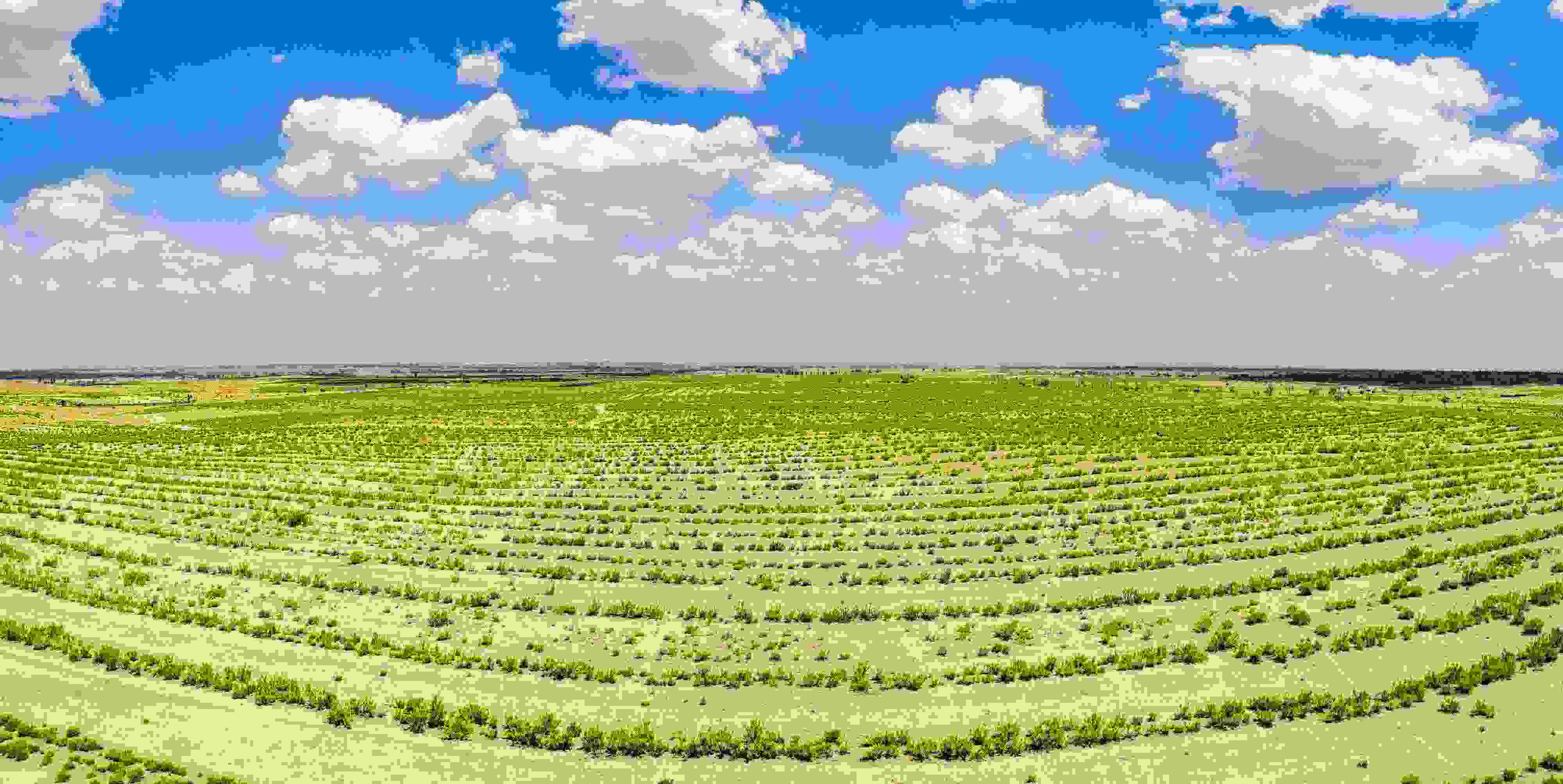 2023年6月7日，內(nèi)蒙古鄂爾多斯，毛烏素沙漠。