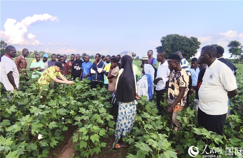 當(dāng)?shù)孛揶r(nóng)紛紛向中國(guó)專家學(xué)習(xí)技術(shù)。人民網(wǎng)記者 黃培昭攝