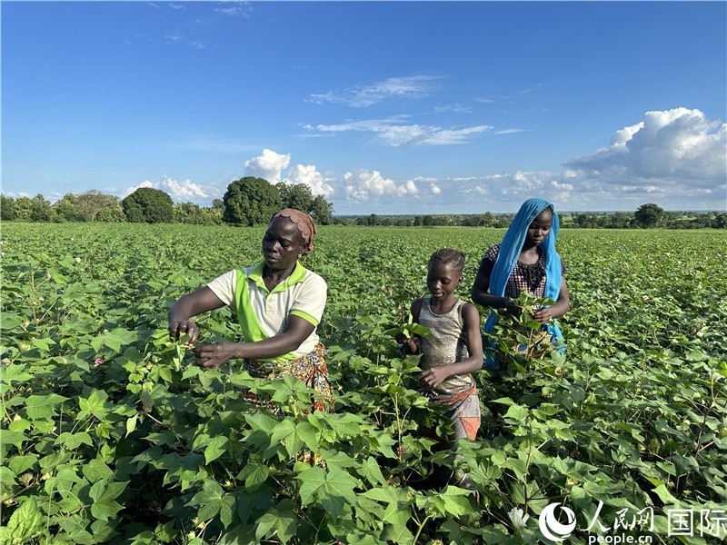 當(dāng)?shù)孛揶r(nóng)在麥田里勞作。人民網(wǎng)記者 黃培昭攝