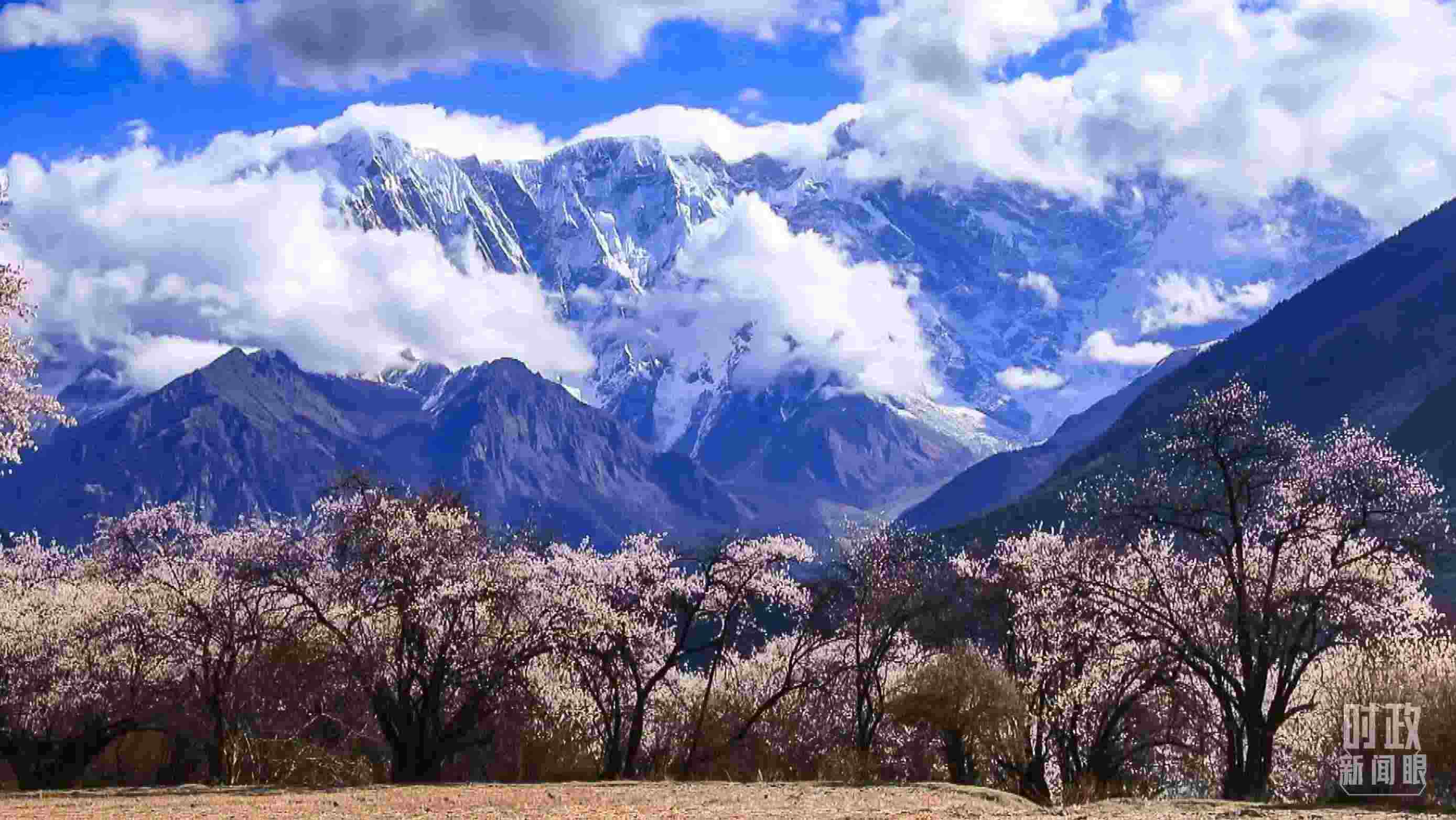 △西藏林芝。（總臺記者李旭拍攝）