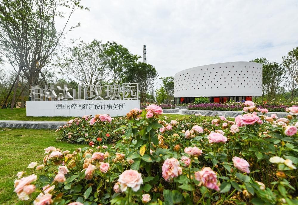 這是2024年4月22日拍攝的成都世園會(huì)主會(huì)場(chǎng)德國(guó)柏林冰山玫瑰園。新華社記者 王曦 攝