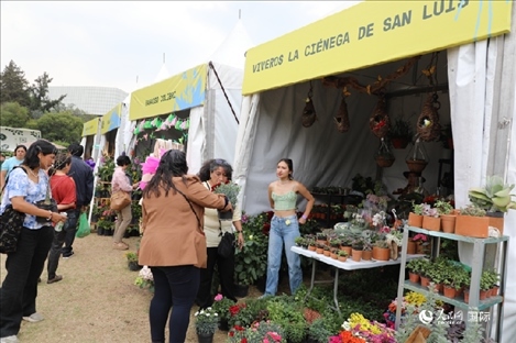 坎波·馬特活動(dòng)現(xiàn)場(chǎng)。埃內(nèi)斯托·多明戈斯攝