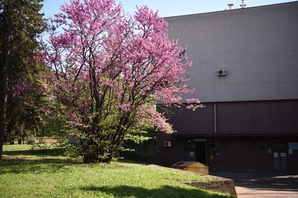 斯梅戴雷沃鋼廠里盛開(kāi)的南歐紫荊花。