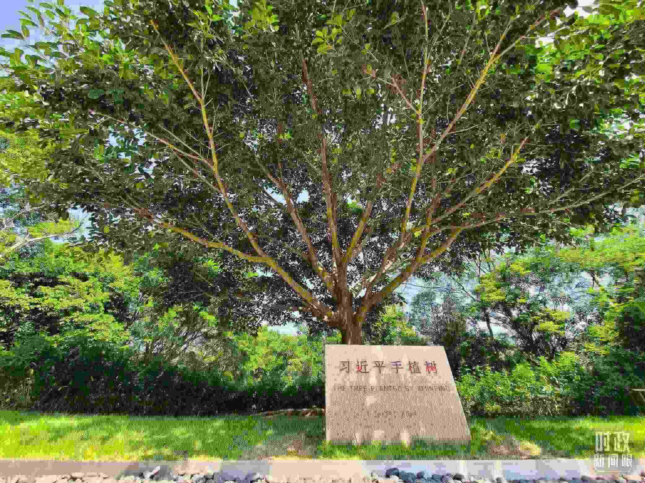 習(xí)近平2012年在深圳蓮花山公園種下的高山榕樹(shù)已枝繁葉茂。（總臺(tái)央視記者趙化拍攝）