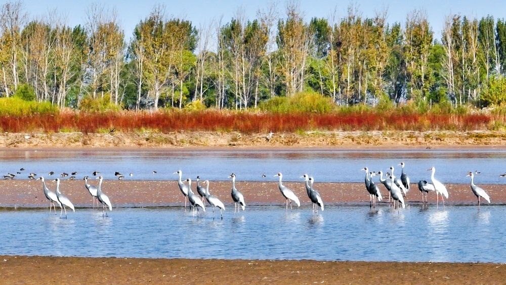 在山東黃河三角洲國家級自然保護區(qū)拍攝的白枕鶴（2022年10月18日攝）。新華社發(fā)（楊斌 攝）