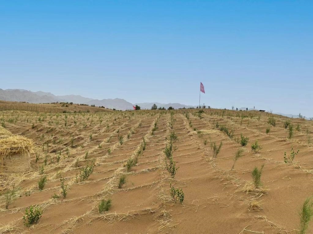 內(nèi)蒙古巴彥淖爾市杭錦后旗治沙新品種沙木蓼和四翅濱藜苗木示范區(qū)。新華社記者 李云平 攝